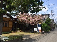 八重桜2014-04-24-2-2c.jpg