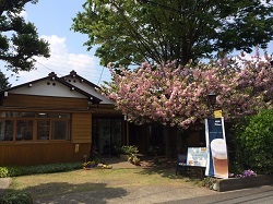 八重桜2014-4-24－１-2c.jpg
